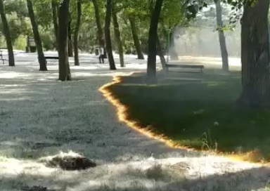 Brûler du de pollen