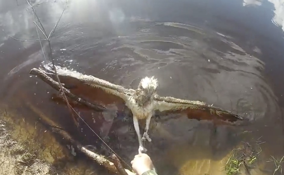 Un homme libère un balbuzard piégé dans un filet de pêche