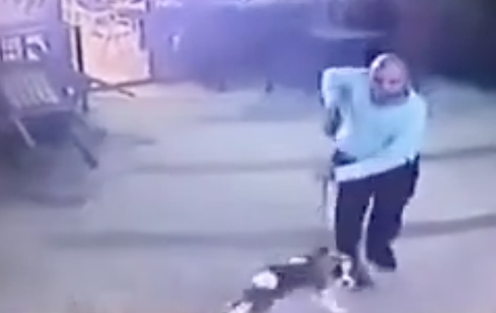 Un homme et son chien se font salement attaquer par un chat