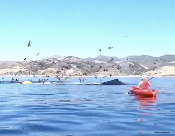 Deux kayakistes frôlent de se faire avaler par une baleine