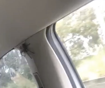 Trois filles trouvent une grosse araignée dans leur voiture (Australie)