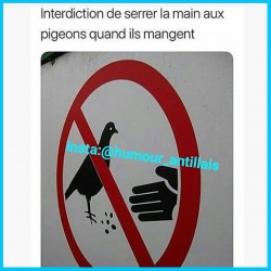 Interdiction de serrer la main aux pigeons quand ils mangent