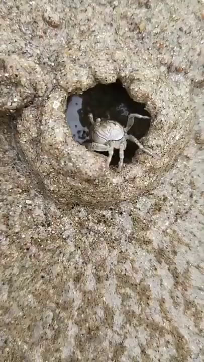 Un crabe construit sa maison