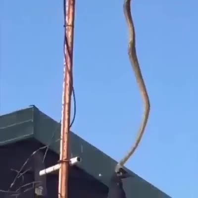 Un python attrape un corbeau sur un poteau électrique
