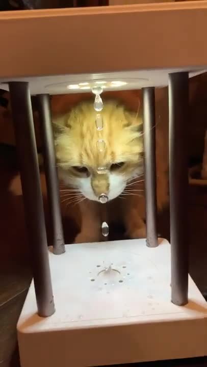Un chat s'éclate avec une fontaine très spéciale