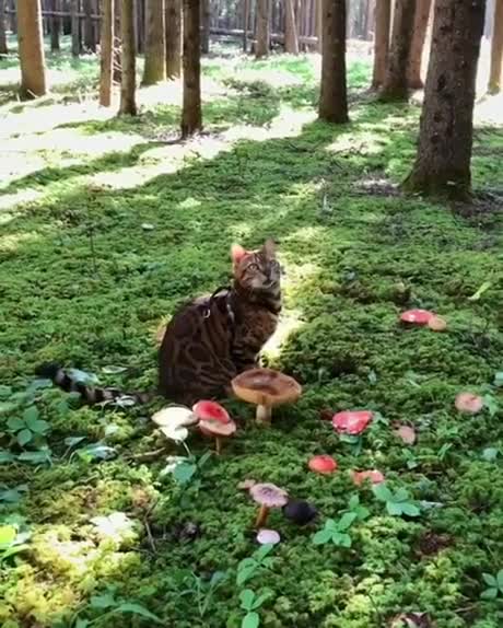 Juste un chat dans une forêt