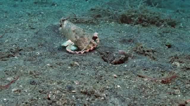 Un plongeur offre des coquilles à une pieuvre