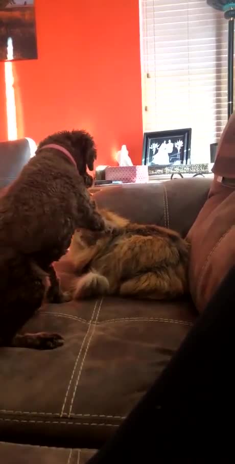 Un chien demande un câlin à son pote