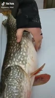 Petit surprise dans un poisson