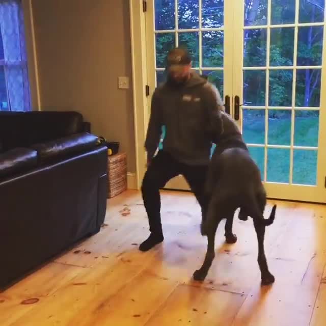 Un chien imite son maître