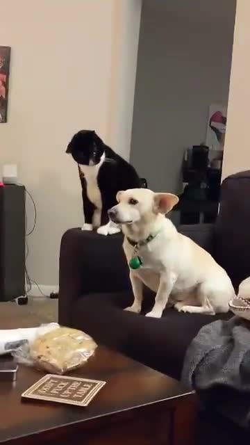Un chat prend son temps avant de frapper un chien