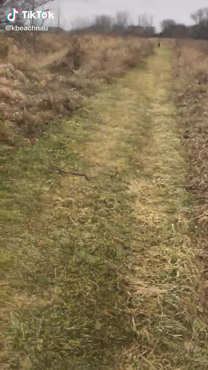 Un chien aide son maitre face à un serpent