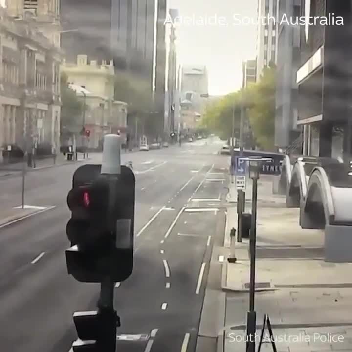 Un kangourou se balade dans les rues d’Adélaïde (Australie)