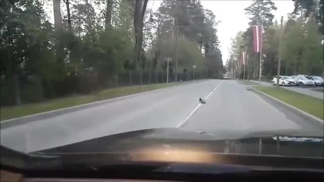 Un oiseau aide un hérisson à traverser