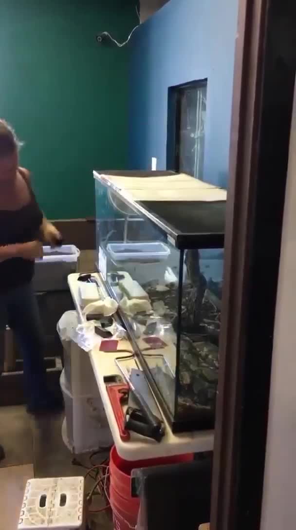 Une femme se fait attaquer par un python