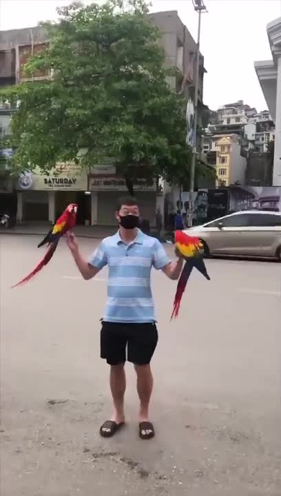 Il relâche deux perroquets en pleine ville et ils reviennent à son appel
