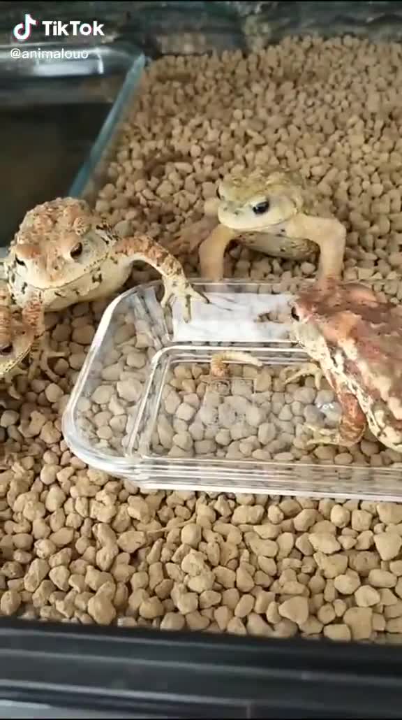 Des grenouilles se font piquer leur nourriture