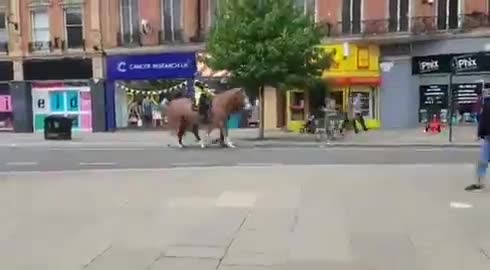 Des chevaux de la police refusent de marcher sur un passage piéton LGBT