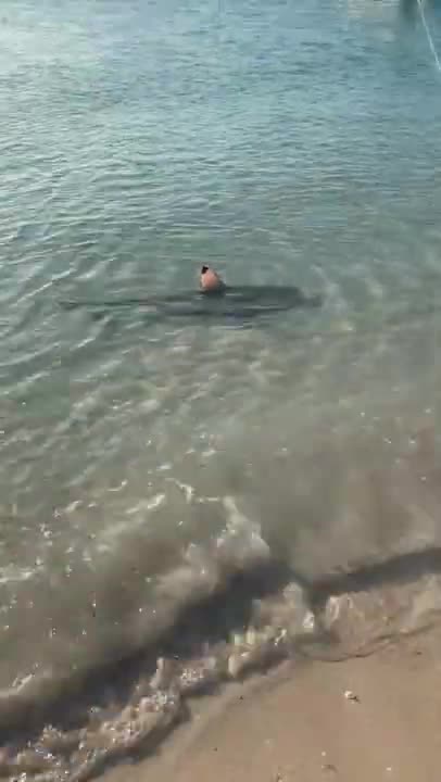 Un chien attaque un requin qui nage un peu trop près d'une plage