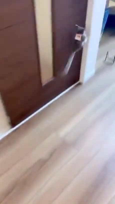 Un adorable lémurien se balade dans un appartement