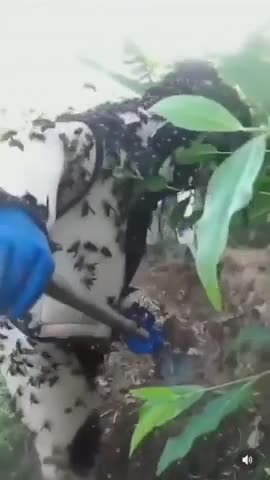 Détruire un gros nid de frelons asiatiques