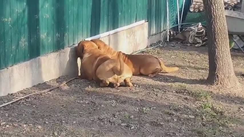 Deux chiens regardent sous une palissade