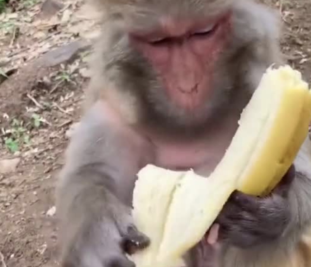 Un singe tri les fils dans une banane