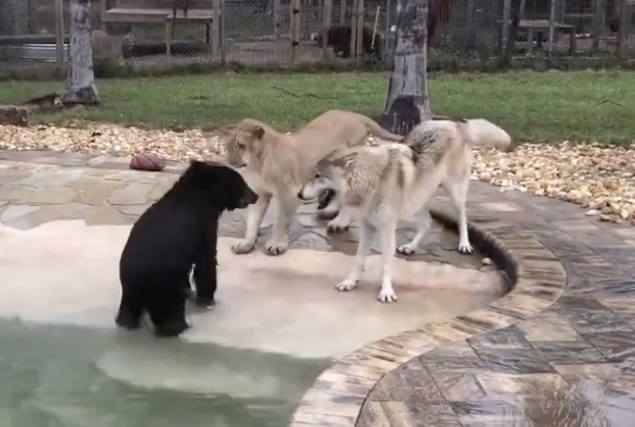 Un ours, un lion et un loup jouent dans une piscine
