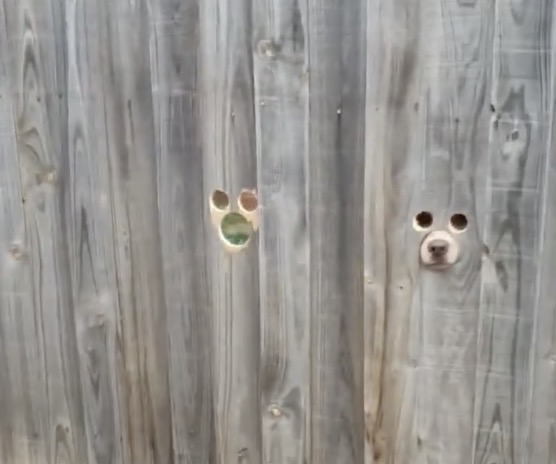 Une clôture avec des trous pour les chiens