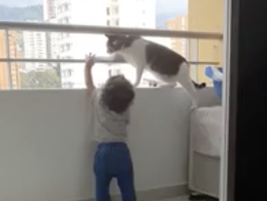 Un chat surveille un enfant qui joue sur un balcon