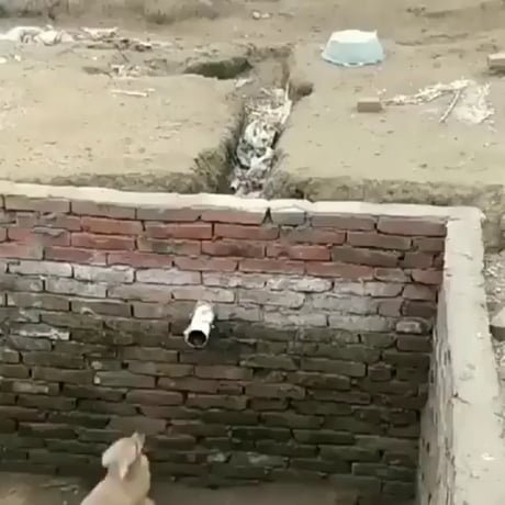 Un chien grimpe un mur