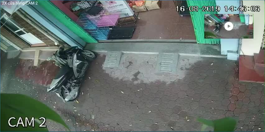Un chien empêche un vol de scooter