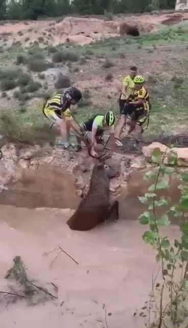 Des cyclistes sauvent un cerf coincé dans un trou (Espagne)
