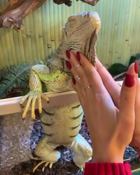 Un gecko se fait masser