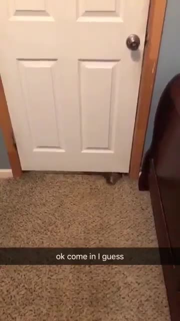 Un chiot passe sous une porte