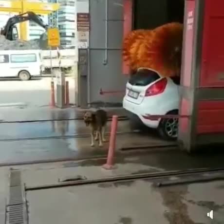 Un chien se fait plaisir dans un lavage auto