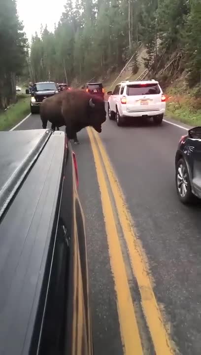 Un automobiliste provoque un bison