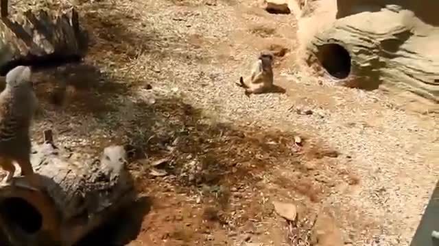 Un suricate se bat contre le sommeil