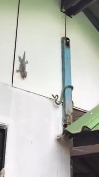 Terrible combat entre un gecko et un serpent (Thailande)