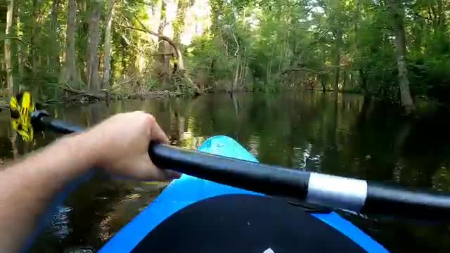Un kayakiste rencontre un alligator