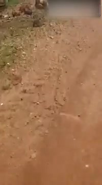 Un homme se fait attaquer par un anaconda (Brésil)