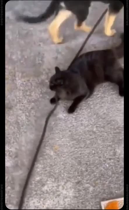 Un chien tente de se débarrasser d'un chat