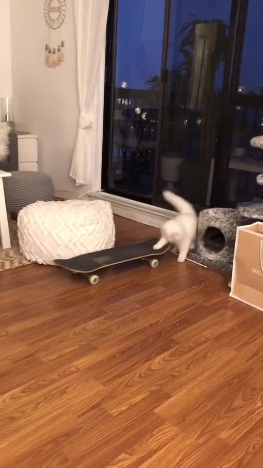 Un chat fait du skate, tout seul