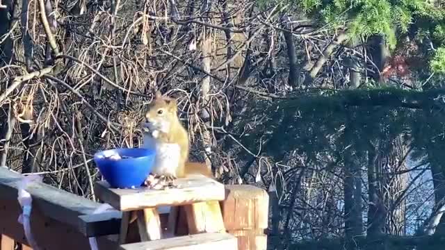 Cet écureuil a mangé beaucoup trop de poires