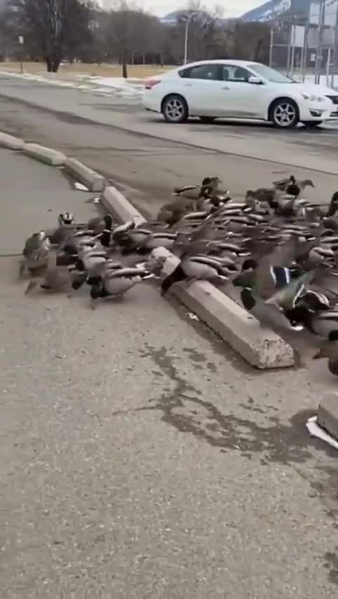 Ces canards auraient jamais du quitter leur lac
