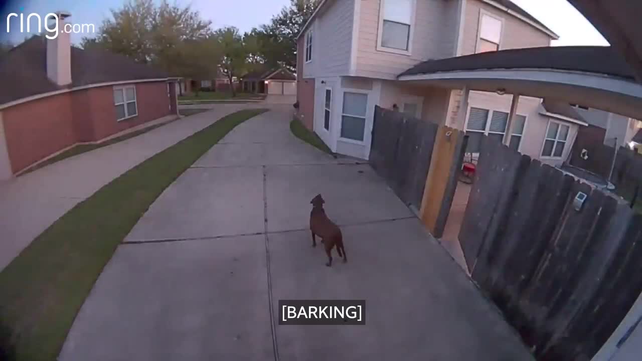 Alors qu'il est au travail, il utilise la caméra de surveillance de sa maison pour dire à son chien de rentrer