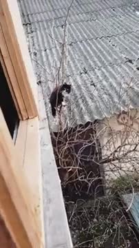 Ce chat a une drôle de technique pour rentrer chez lui
