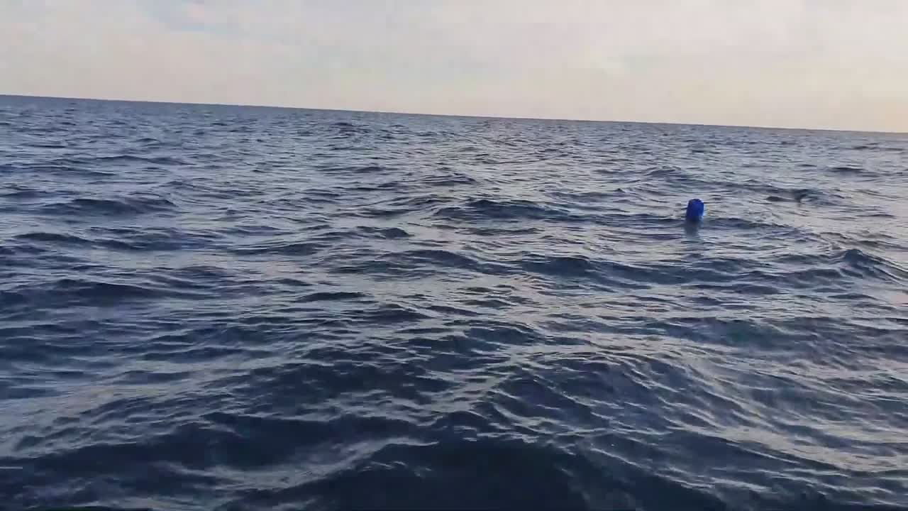 Ils trouvent un dauphin coincé dans une bouée (Saint-Cyr-sur-Mer)
