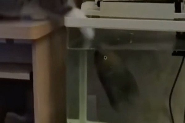 Un chat veut attraper un poisson mais il est tombé sur le mauvais client