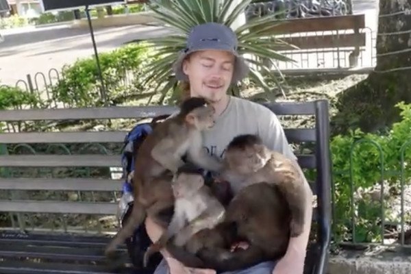 Un touriste a un succès fou avec des singes